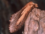 Braura truncatum
